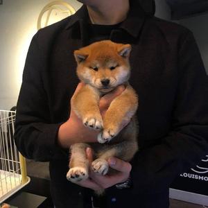 明星扒开腿给我舔
